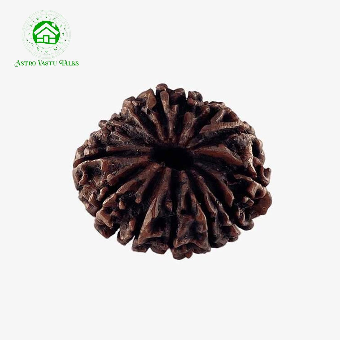 Natural 13 Mukhi Rudraksha