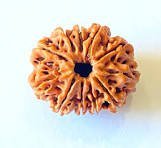 11 Mukhi Rudraksha